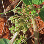 Ledebouria apertiflora